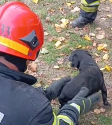 На Дніпропетровщині врятували песика, який провалився у погріб