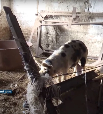 Поки господар на фронті: на Волині чоловік заморив голодом худобу. Відео
