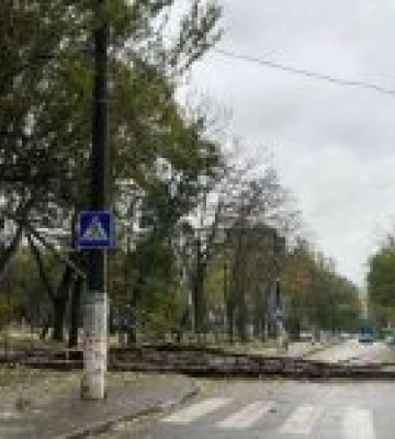 Шторм в Одесі: повалено вже 160 дерев та великих гілок