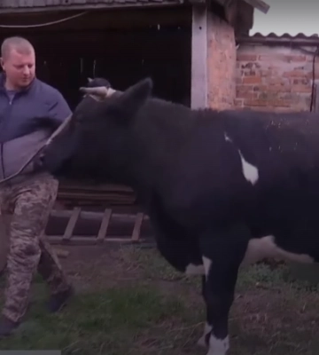 Дивовижний порятунок Мані: військові допомогли корові з Донеччини та вивезли її на Волинь