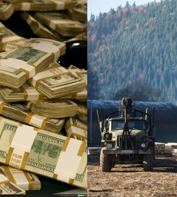 Украинские леса – в частные руки? Правительство во время войны подготовило скандальное решение
