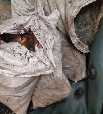 На Кіровоградщині незаконно наловили риби на понад 600 тис. грн