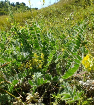 Ще дві пам’ятки природи створили в Черкаській області Ще дві пам’ятки природи створили в Черкаській області