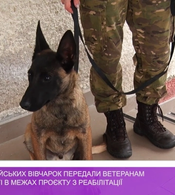 Трьох бельгійських вівчарок передали ветеранам на Закарпатті в межах проєкту з реабілітації (відео)