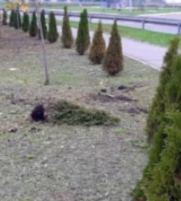 У Первомайську поліцейські притягнули до відповідальності двох юнаків, які пошкодили декоративні дерева