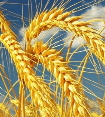 Ліцею на Одещині повернули сільгоспземель вартістю 20 млн грн