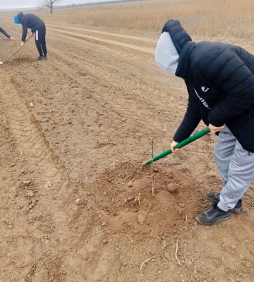 На Одещині масово висадили волоські горіхи