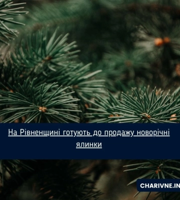 На Рівненщині готують до продажу новорічні ялинки