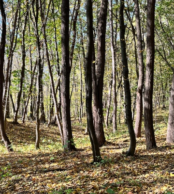 Обласна рада до кінця року передасть 700 га лісу на баланс Франківській громаді