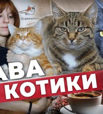 Пухнасті КРАСЕНІ. У Кривому Розі працює кафе, де живуть п’ять котів із непростими долями.