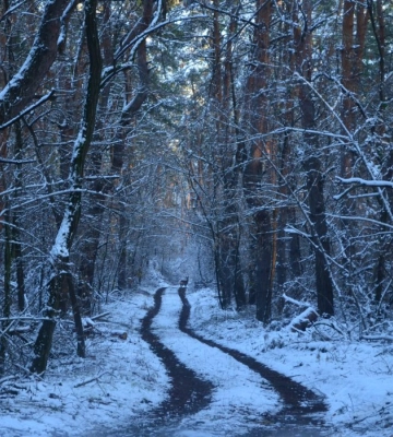 На Дніпропетровщині сфотографували граціозного звіра