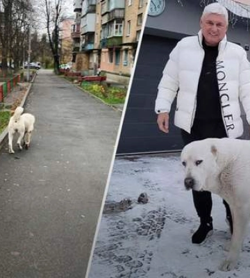 Шматують котів і собак: у Києві розгорівся скандал навколо алабаїв ексрегіонала, які &quot;тероризують&quot; людей