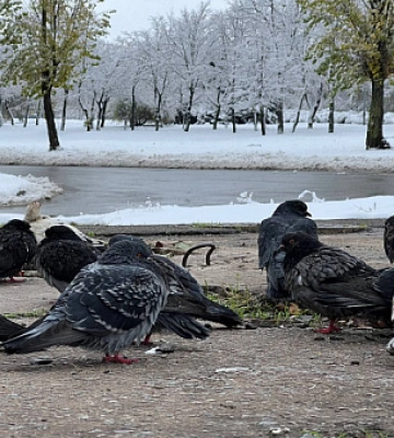У Дніпропетровській області очікується сильна хуртовина