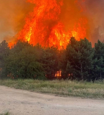 Через війну на Миколаївщині вигоріло понад 4,7 тисячі гектарів лісу, майже 17 тисяч — засмічено ВНП
