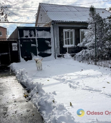 Сніговики, коти та повалені гілки: зима на Дальніх Млинах в Одесі (фоторепортаж)