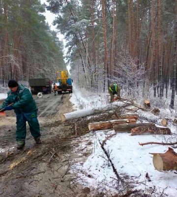 Ветер в Харькове повалил три дерева, есть случаи обрыва проводов 