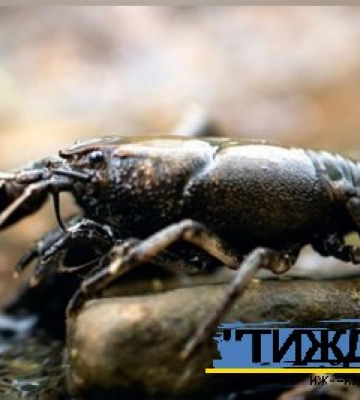 З 1 грудня на Сумщині розпочинається заборона на лов раків