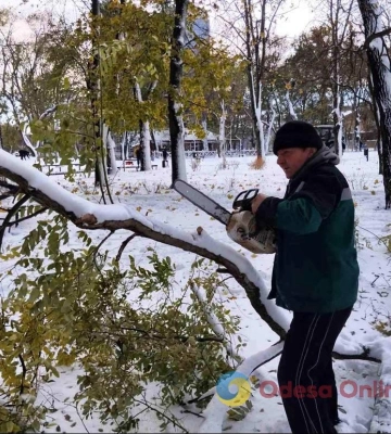 В Одесі повалено 355 дерев та гілок — комунальники ліквідовують наслідки негоди