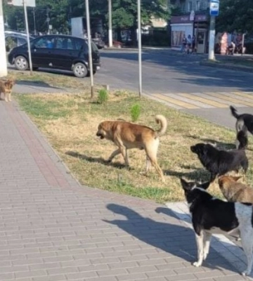 В Мелитополе бродячие собаки парализовали движение автомобилей на центральном проспекте