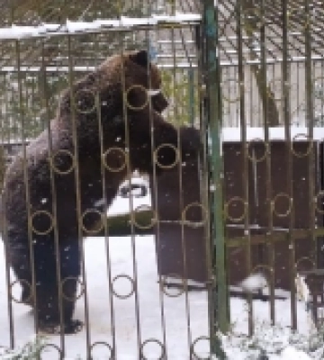 Шестирічний ведмідь Балу прибув із Хмельницького до Синевира