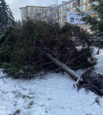 Отримай відповідь: куди в Дніпрі повідомити, якщо дерево впало чи зламалося