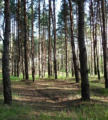 На Волині лісові землі вартістю 2,6 млн грн повернули у власність держави