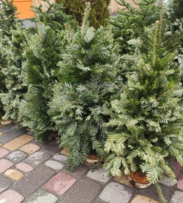 Східний лісовий офіс оприлюднив ціни на новорічні ялинки у Дніпропетровській області Східний лісовий офіс оприлюднив ціни на новорічні ялинки у Дніпропетровській області