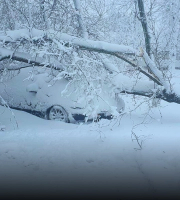 Снігопади зламали в Черкасах понад сотню дерев