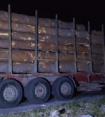 На Рівненщині за добу задокументували шість фактів незаконної вирубки деревини