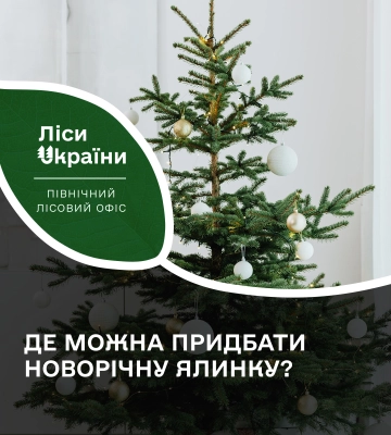 Де на Сумщині можна придбати новорічну ялинку?