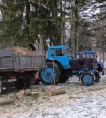 У луцькому парку зрізають всохлі дерева