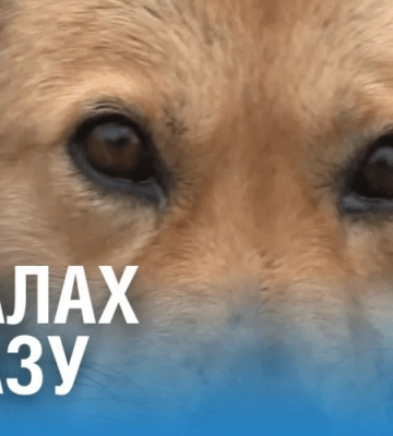 Обережно – сказ! Карантинні обмеження строком на 60 днів – до 10 січня 2024 року Обережно – сказ! Карантинні обмеження строком на 60 днів – до 10 січня 2024 року