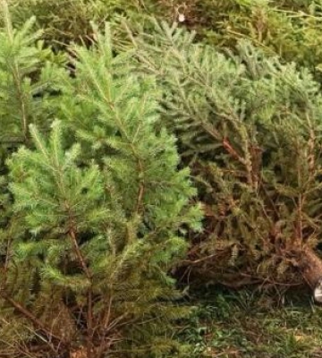 Поблизу Ковеля затримали вантажівку з незаконними ялинками