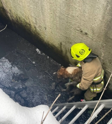 В Рівному рятувальники врятували із комунікаційного колодязя собаку
