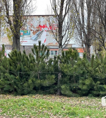 Где криворожане могут проверить елку на радиационную чистоту