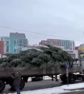 У Львові встановили головну ялинку (ВІДЕО)