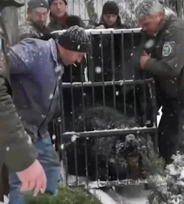 Ведмедя, який жив у клітці в парку Хмельницького, перевезли на Закарпаття