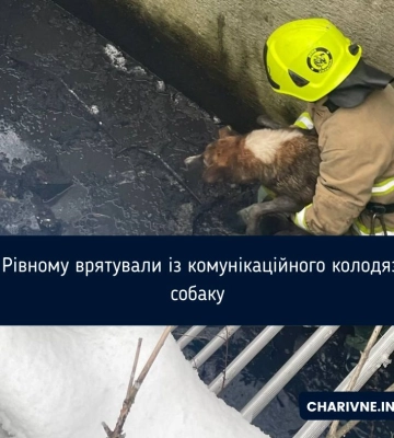У Рівному врятували із комунікаційного колодязя собаку