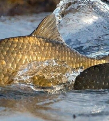У водойми Одещини та Хмельниччини випустили понад 6,7 млн екземплярів риби