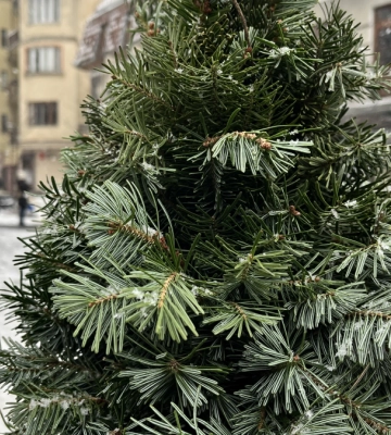 Де на Франківщині купити живу ялинку
