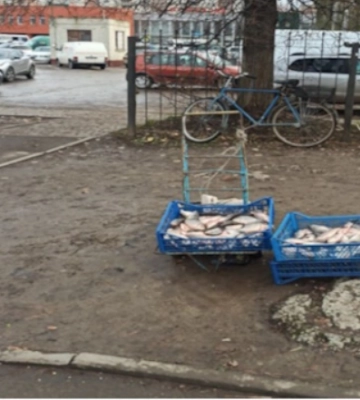 У Луцьку, Рожищі та Любешеві незаконно торгували рибою