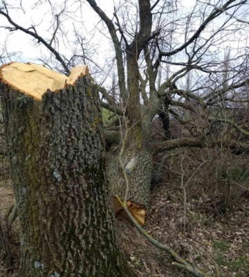 На Одещині оштрафували чорного лісоруба