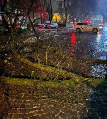 В Ужгороді опівночі величезне дерево впало на дорогу
