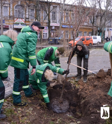 У Миколаєві на проспекті Центральному висадили 50 молодих лип