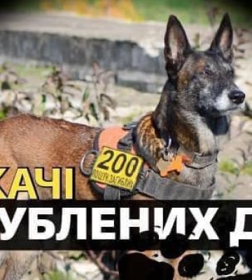 “Шукачі загублених душ”: де найбільше глядачів подивилося фільм дніпровської режисерки про чотирилапих пошуковців