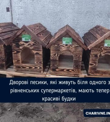 Дворові песики, які живуть біля одного з рівненських супермаркетів, мають тепер красиві будки