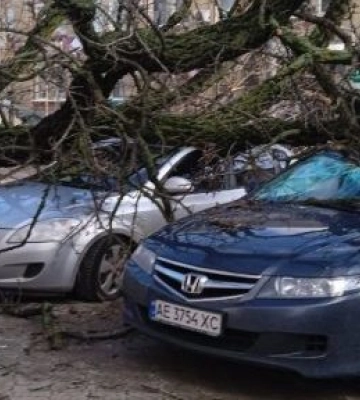 У Дніпрі на вулиці Пастера дерево впало на дві автівки