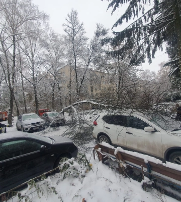 На Волині авто застрягло на поваленому негодою дереві 