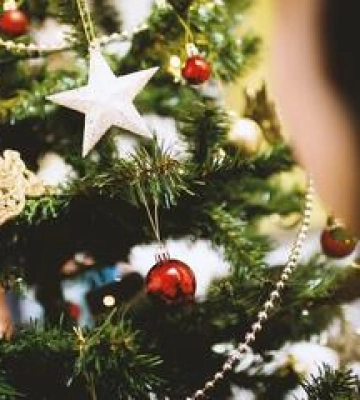 Ялинки є у продажу, вирубати в лісі їх не варто