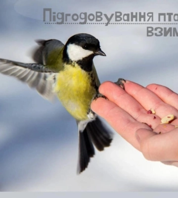У нацпарку на Рівненщині розповіли, чим годувати птахів взимку